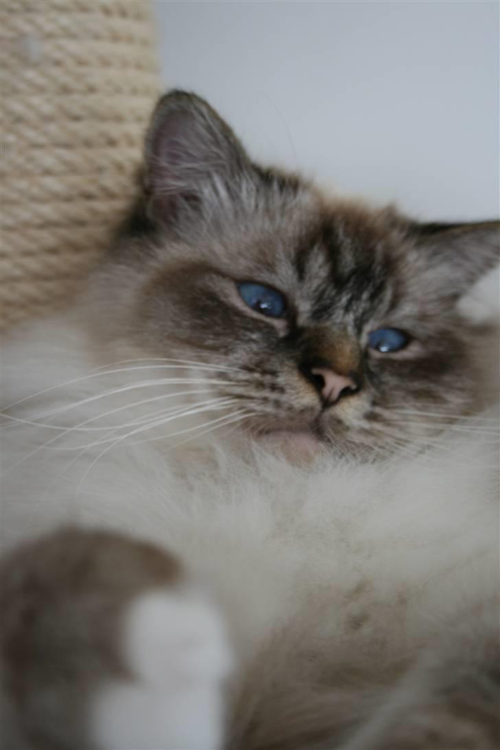 Hellig Birma Ishani's Alvaro billede 4