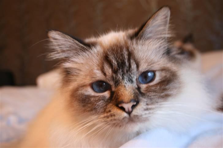 Hellig Birma Ishani's Alvaro billede 5