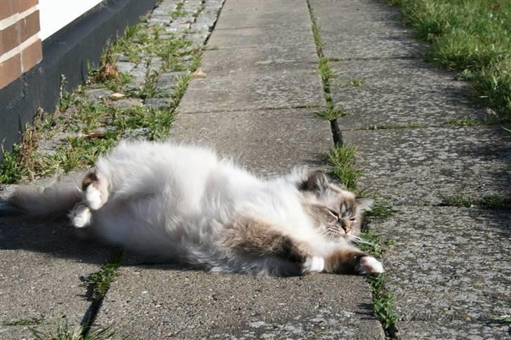 Hellig Birma Ishani's Alvaro - Er der noget bedre end at rulle sig på stenene ??? :) billede 6