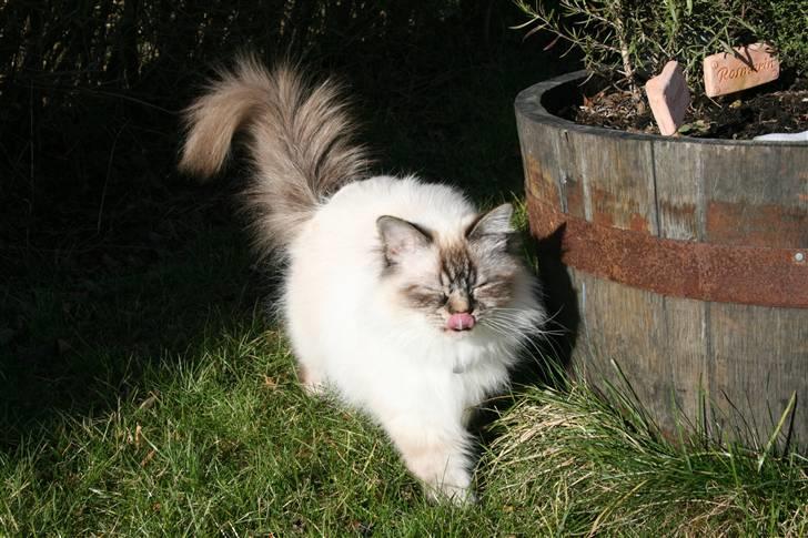 Hellig Birma Ishani's Alvaro - Mmmm... græs ;) Lækkert! Så ka jeg rigtig bække mig på mors gulv, når jeg kommer ind ;) hehe! billede 7