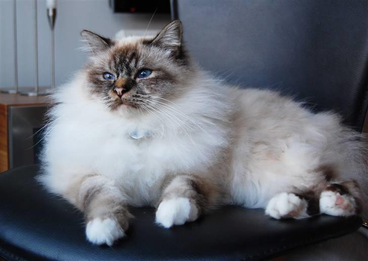 Hellig Birma Ishani's Alvaro billede 8