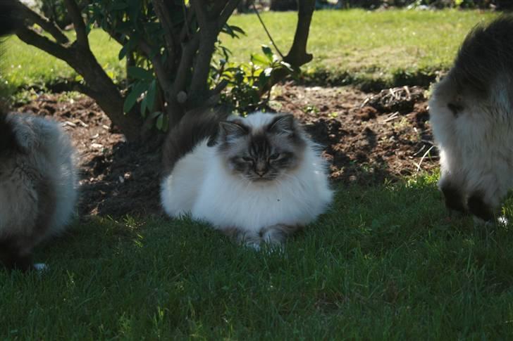 Hellig Birma Ishani's Alvaro - jeg har fundet mig kongeplads i skyggen.. :) billede 9