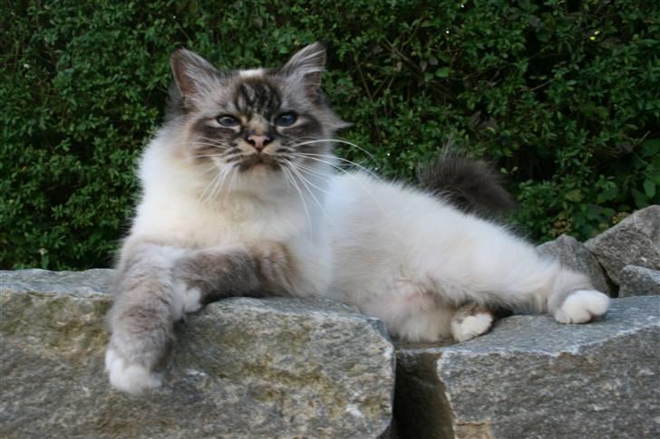 Hellig Birma Ishani's Alvaro - Her er også godt på stenene ;) billede 10