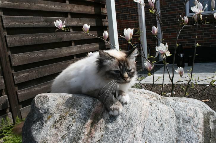 Hellig Birma Ishani's Alvaro - Se mig mor... :) Du har da ikke tid til andet end mig! ;) billede 11