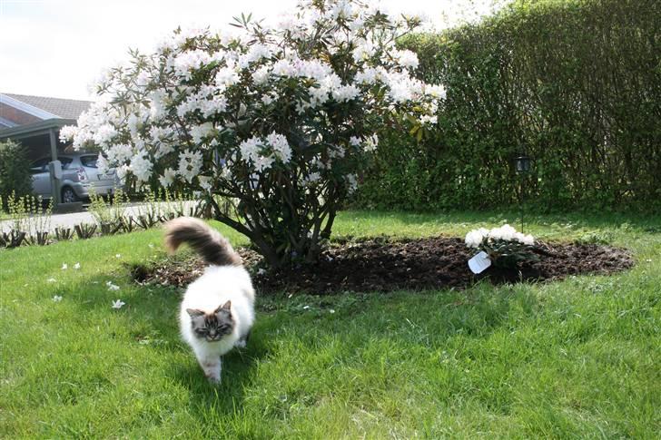 Hellig Birma Ishani's Alvaro billede 12