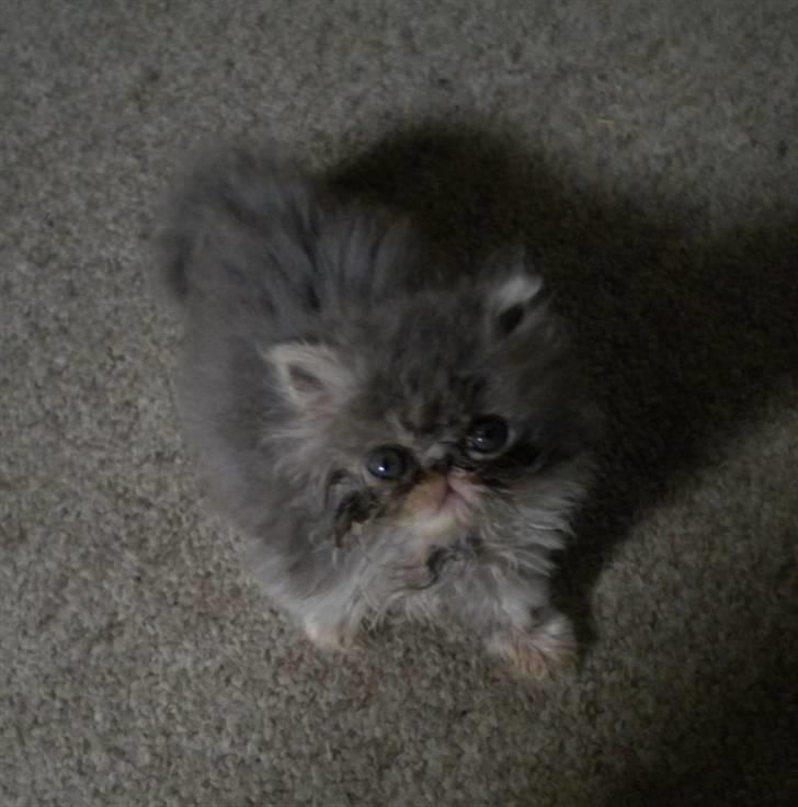 Perser Daylight Joy - 6 uger, er ikke blevet vasket efter frokosten....sorry billede 9