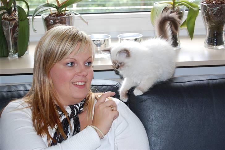 Hellig Birma Ishani's Alvaro - Den dag vi fik Alvaro. Det var en stor dag! billede 13