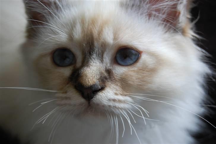 Hellig Birma Ishani's Alvaro - Uha en lækker tabbyprins. Her er han stadig killing. billede 14