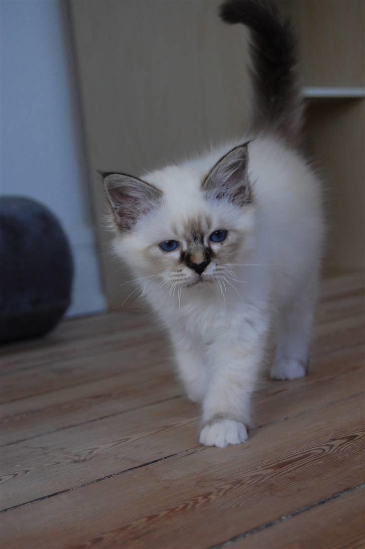 Hellig Birma Ishani's Alvaro - Lille Varo, hvem havde dog troet at du nogensinde skulle blive større... billede 15