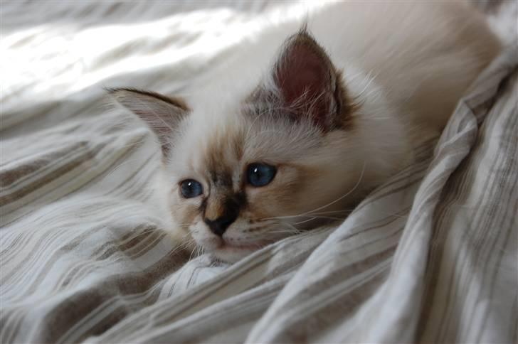 Hellig Birma Ishani's Alvaro billede 16