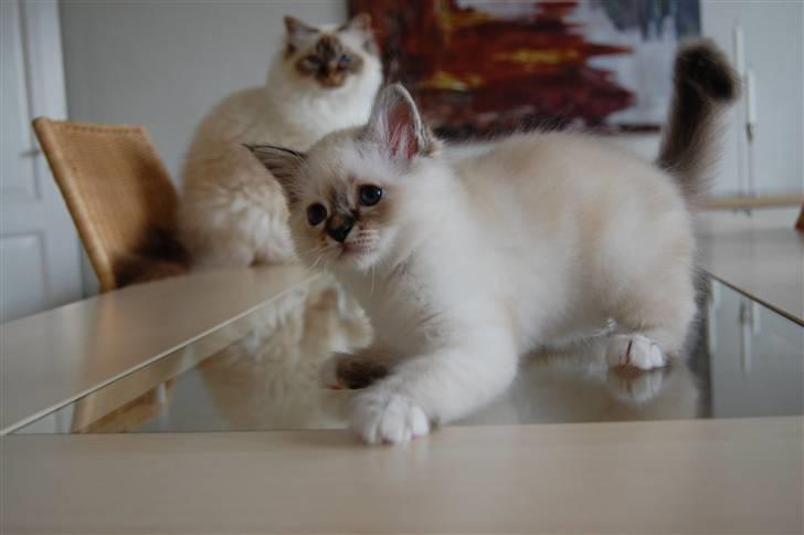 Hellig Birma Ishani's Alvaro billede 17