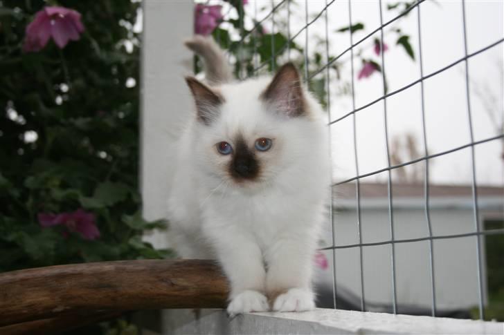 Hellig Birma Izarra's Azizi - Vores lille chokoknap fra eget opdræt billede 9