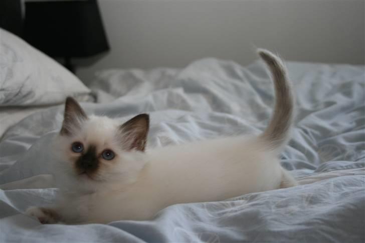 Hellig Birma Izarra's Azizi billede 10