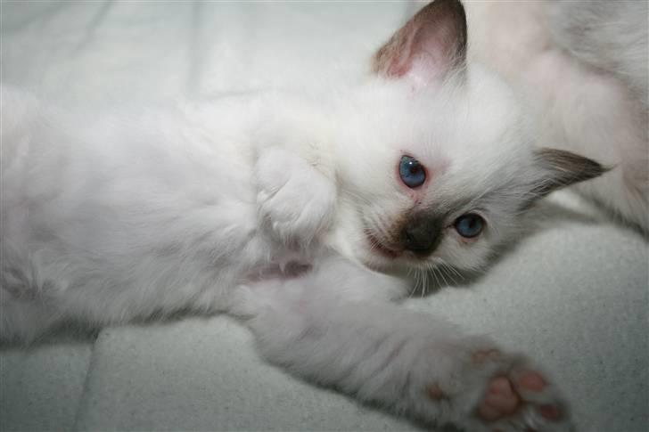 Hellig Birma Izarra's Azizi - Zizi min øjesten <3 billede 11