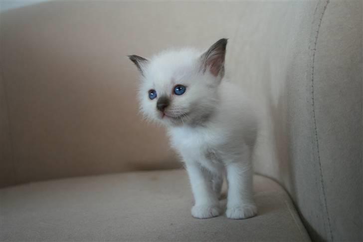 Hellig Birma Izarra's Azizi billede 12