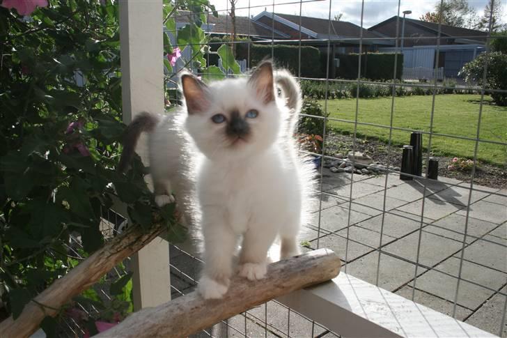 Hellig Birma Izarra's Azizi billede 13