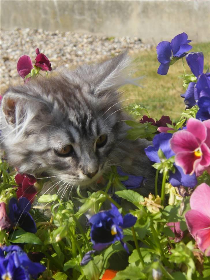 Maine Coon Silver Cheater billede 9