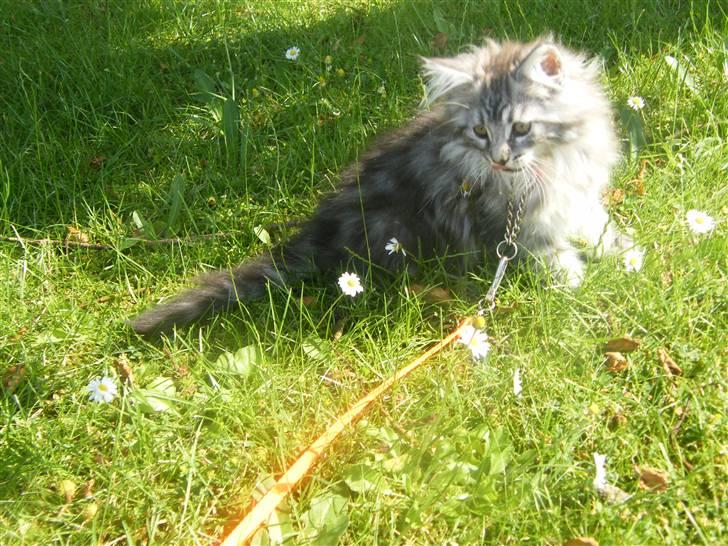 Maine Coon Silver Cheater - Hun er nu begyndt at være opmærksom på naturen :-) billede 12