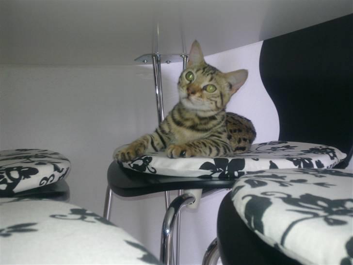 Bengal Speedy billede 1