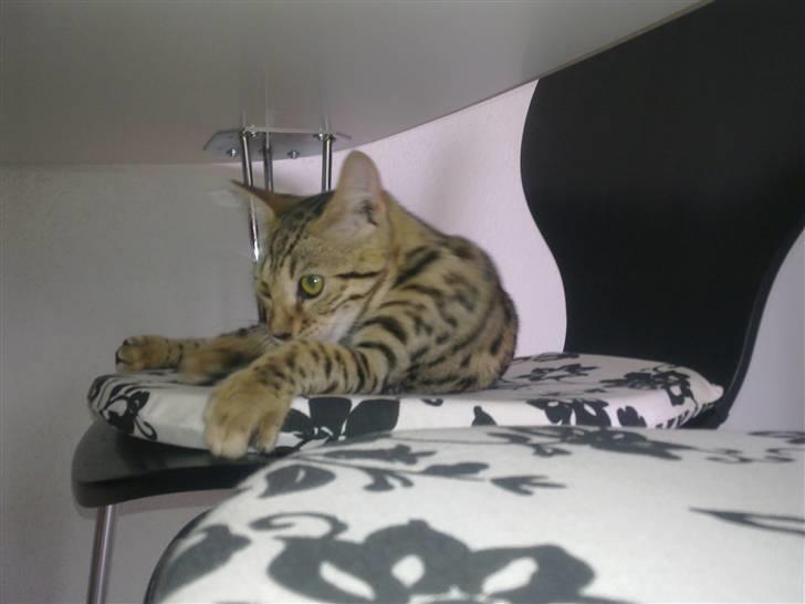 Bengal Speedy billede 2