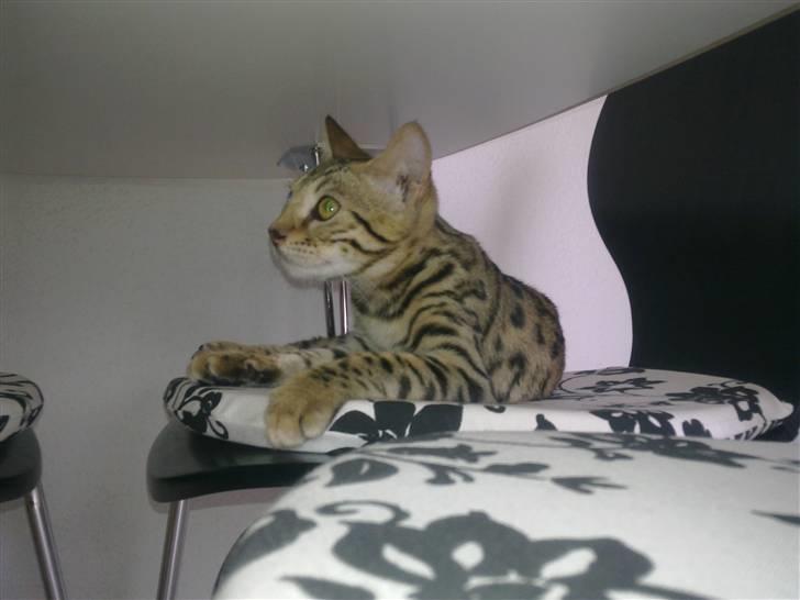 Bengal Speedy billede 3