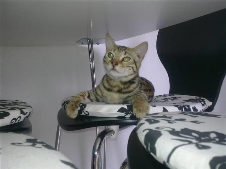 Bengal Speedy billede 4