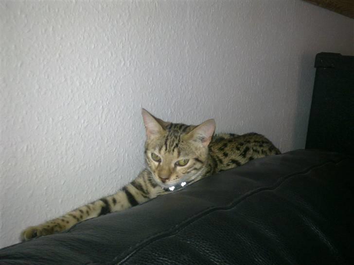 Bengal Speedy billede 5