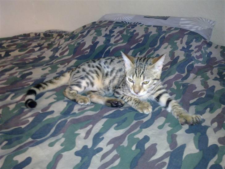 Bengal Speedy billede 6