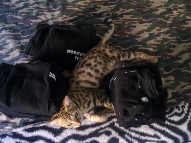 Bengal Speedy billede 7