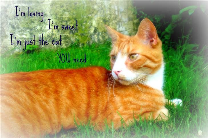 Huskat Frønse :D - I'm loving, I'm sweet, I'm just the cat YOU need (: billede 10