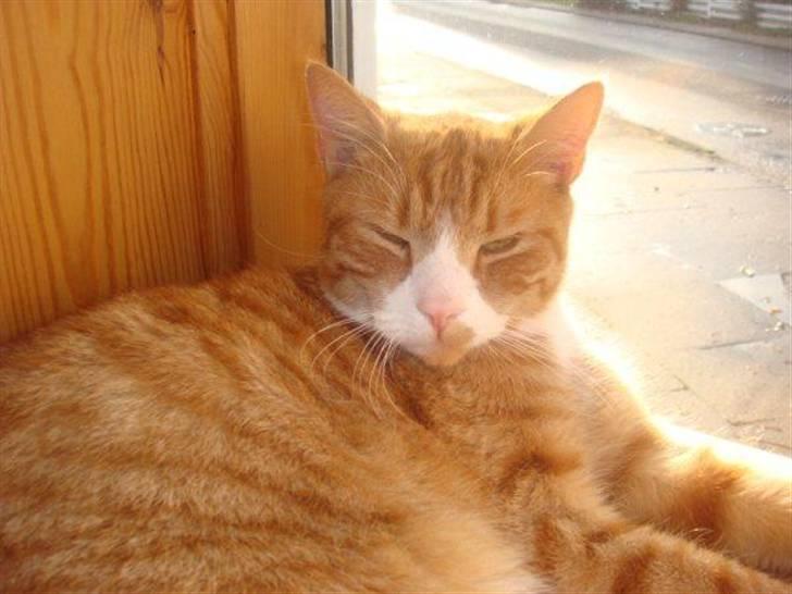 Huskat Frønse :D - Mhh, dejligt at ligge i solskindet! billede 13