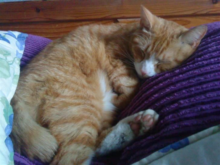 Huskat Frønse :D - cutie! :3 billede 14