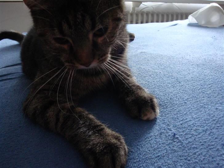 Huskat Maddi billede 8