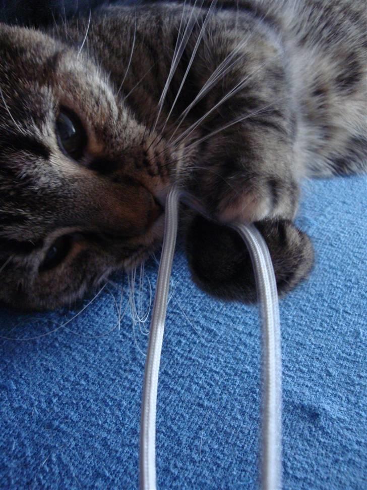 Huskat Maddi billede 9