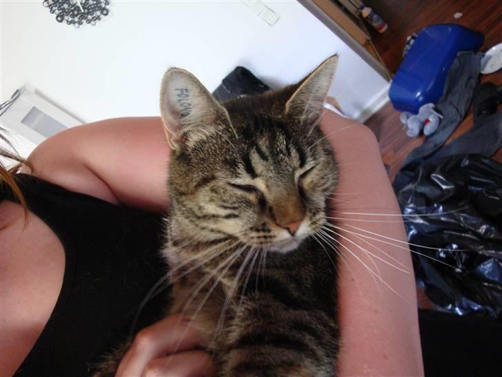 Huskat Maddi billede 10