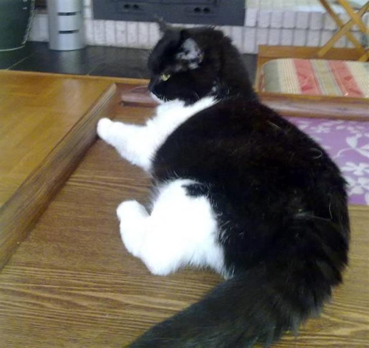 Huskat Ying billede 1