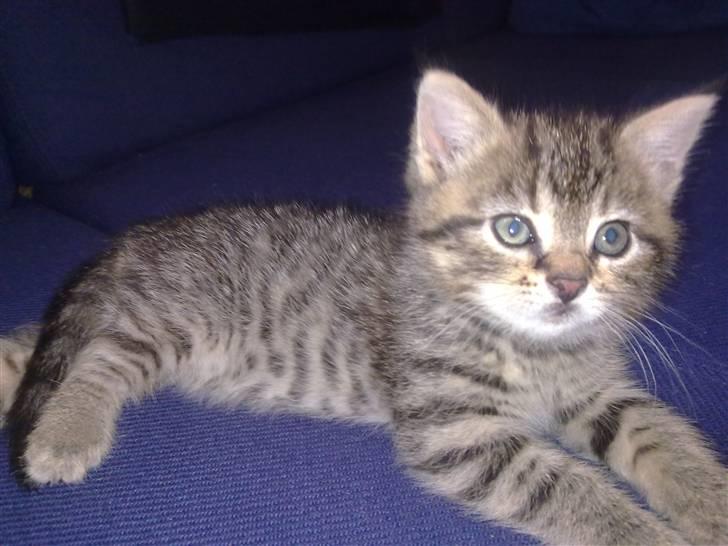 Blanding af racer Cleo billede 1