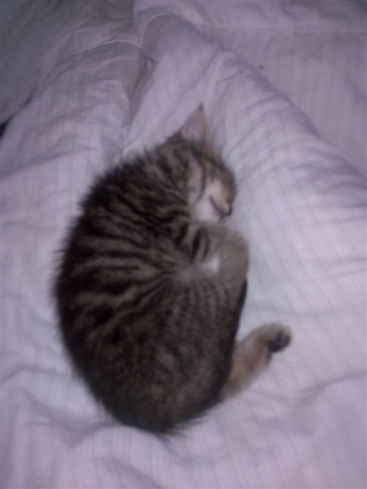 Blanding af racer Cleo billede 2