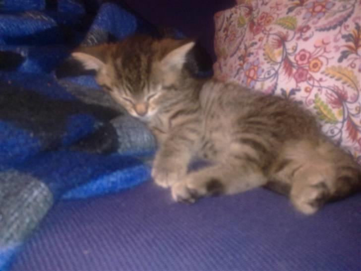 Blanding af racer Cleo billede 3