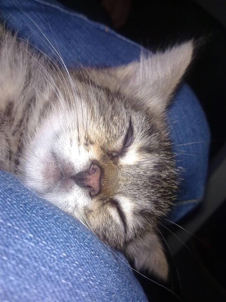 Blanding af racer Cleo billede 4