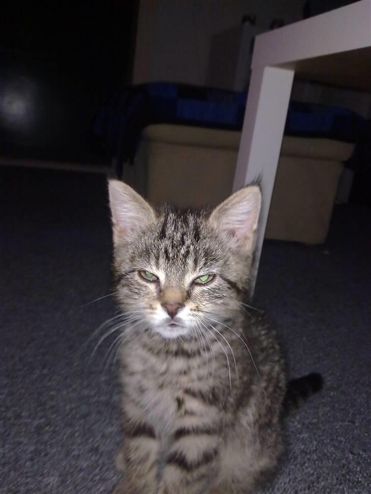 Blanding af racer Cleo billede 5