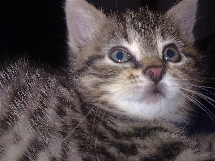 Blanding af racer Cleo billede 6