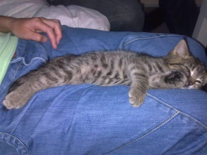 Blanding af racer Cleo billede 7