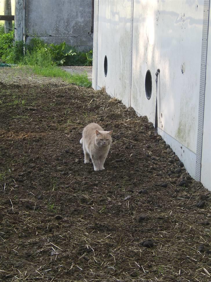 Blanding af racer Fifi billede 7