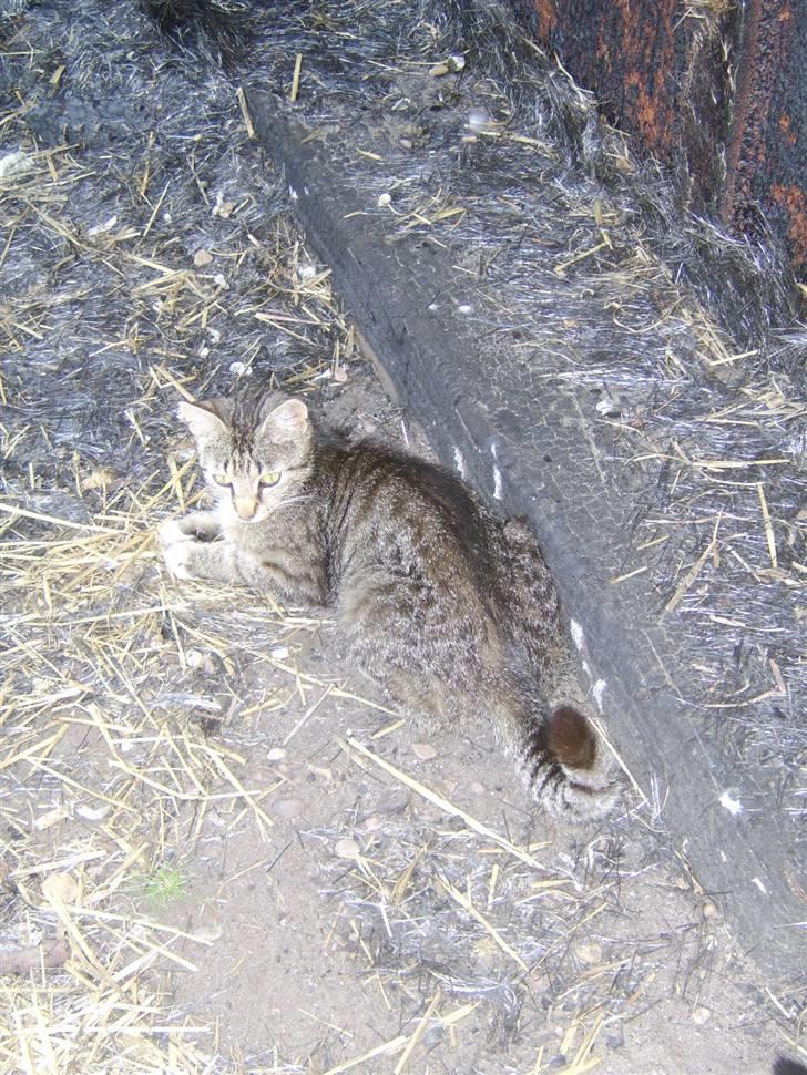 Huskat Misse mor  billede 4