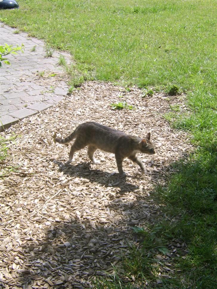 Huskat Misse mor  billede 5