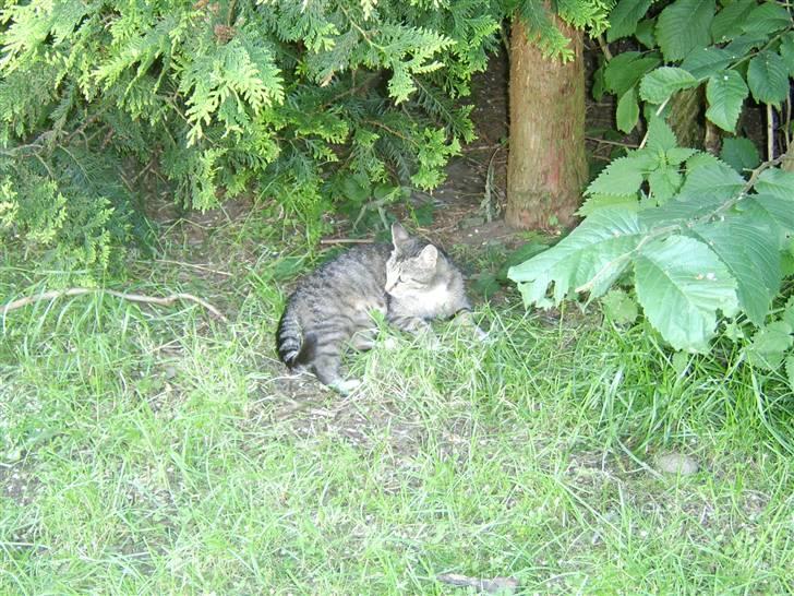 Huskat Misse mor  billede 6