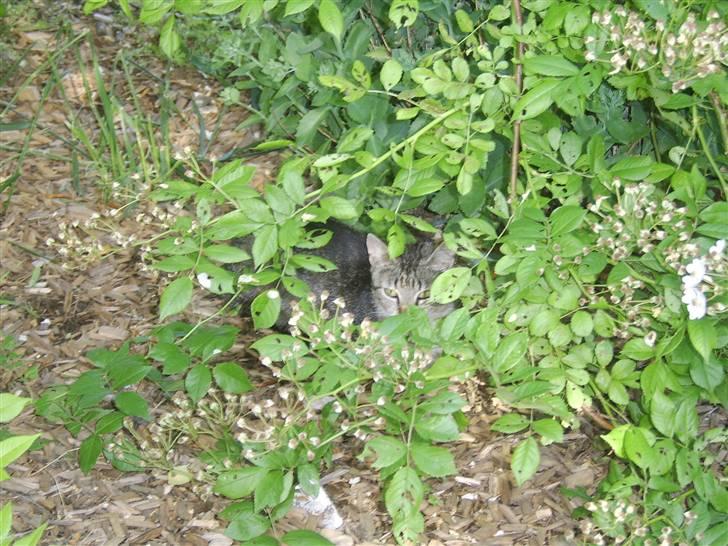 Huskat Misse mor  billede 7