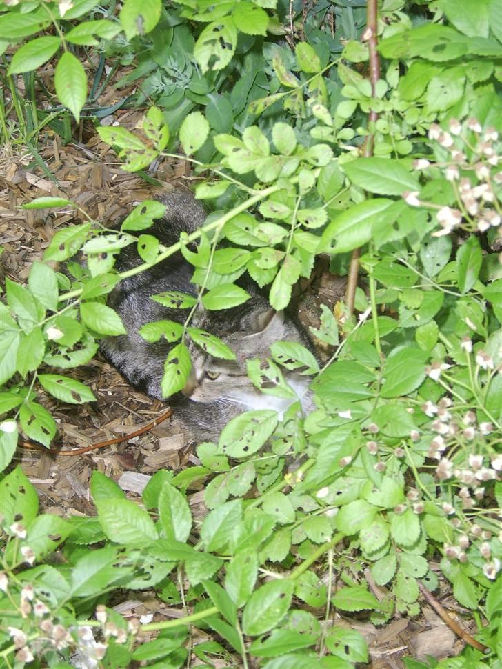 Huskat Misse mor  billede 8