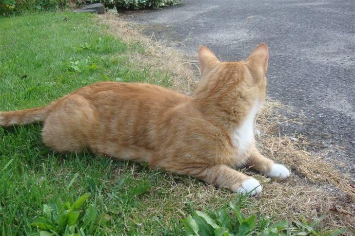 Huskat Frønse :D - Hvad er det?! billede 11